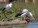 Andean Goose (WWT Slimbridge September 2012) - pic by Nigel Key